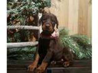 Doberman Pinscher Puppy for sale in Paradise, PA, USA