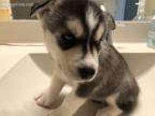 Siberian Husky Puppy for sale in Little Elm, TX, USA