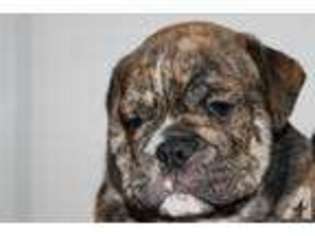Bulldog Puppy for sale in HANFORD, CA, USA