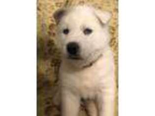 Siberian Husky Puppy for sale in Sharon, PA, USA