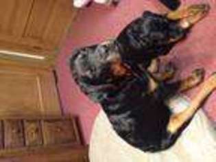 Rottweiler Puppy for sale in OCONOMOWOC, WI, USA