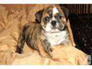 Bulldog Puppy for sale in SAINT ROSE, LA, USA
