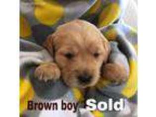 Golden Retriever Puppy for sale in Mesilla Park, NM, USA