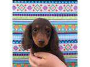 Dachshund Puppy for sale in Fort Worth, TX, USA