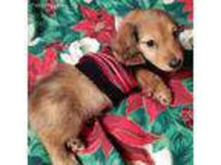 Dachshund Puppy for sale in Clarendon, PA, USA