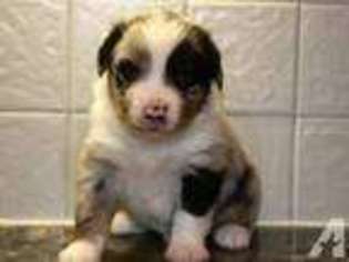 Australian Shepherd Puppy for sale in TAUNTON, MA, USA