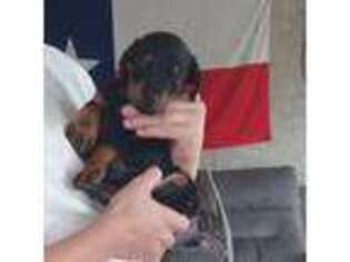 Doberman Pinscher Puppy for sale in Ennis, TX, USA