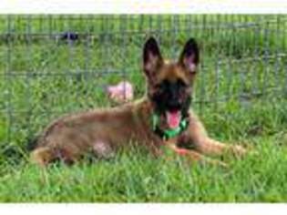 Belgian Malinois Puppy for sale in Poplarville, MS, USA