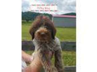 Wirehaired Pointing Griffon Puppy for sale in Crown City, OH, USA