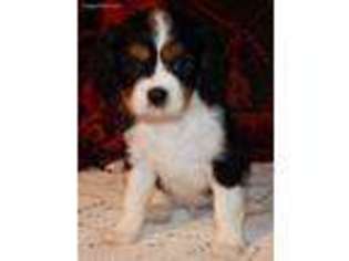 Cavalier King Charles Spaniel Puppy for sale in Pittsburg, KS, USA