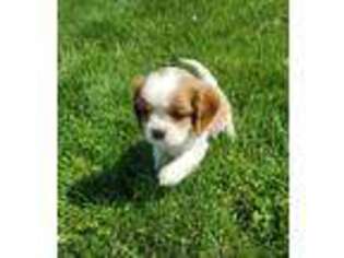 Cavalier King Charles Spaniel Puppy for sale in Arthur, IL, USA