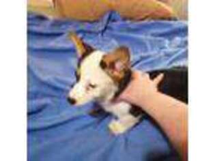 Cardigan Welsh Corgi Puppy for sale in Lancaster, CA, USA