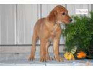 Golden Retriever Puppy for sale in Bloomington, IN, USA