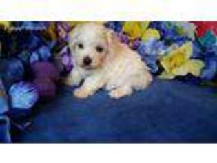 Mutt Puppy for sale in La Grange, KY, USA