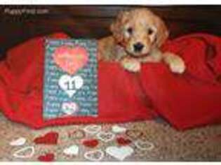 Goldendoodle Puppy for sale in Lawrenceville, GA, USA
