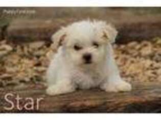 Maltese Puppy for sale in Scurry, TX, USA