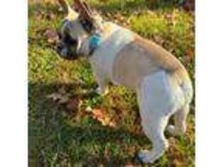 French Bulldog Puppy for sale in Grovespring, MO, USA