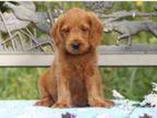 Labradoodle Puppy for sale in Lancaster, MN, USA
