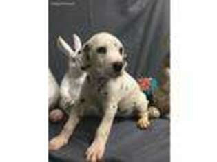 Dalmatian Puppy for sale in Dacula, GA, USA