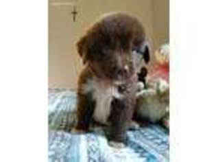 Newfoundland Puppy for sale in Cherry Creek, NY, USA