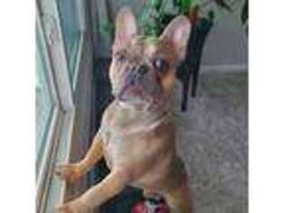French Bulldog Puppy for sale in Grand Rapids, MI, USA