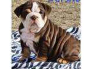 Bulldog Puppy for sale in Republic, MO, USA