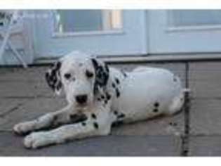 Dalmatian Puppy for sale in Saint Joseph, MO, USA