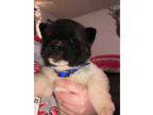 Akita Puppy for sale in Drumright, OK, USA