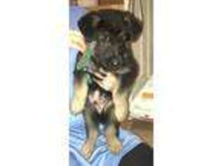 German Shepherd Dog Puppy for sale in Shelbyville, KY, USA