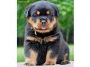 Rottweiler Puppy for sale in Waco, GA, USA