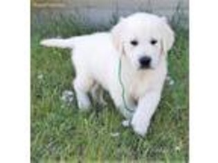 Golden Retriever Puppy for sale in Avon, MT, USA