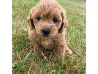 Goldendoodle Puppy for sale in Byron Center, MI, USA