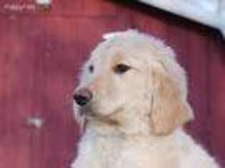 Goldendoodle Puppy for sale in Utica, OH, USA