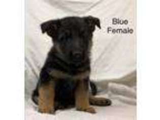 German Shepherd Dog Puppy for sale in Jacksonville, IL, USA