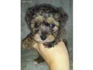 Yorkshire Terrier Puppy for sale in Stover, MO, USA