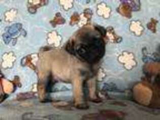 Pug Puppy for sale in Marengo, WI, USA