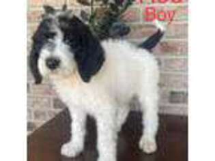 Mutt Puppy for sale in Haines City, FL, USA
