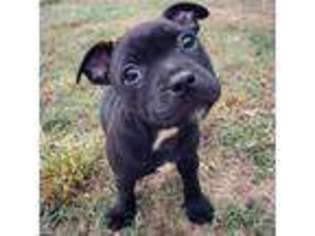 Staffordshire Bull Terrier Puppy for sale in Hartselle, AL, USA