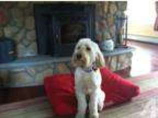 Goldendoodle Puppy for sale in ASHBURNHAM, MA, USA