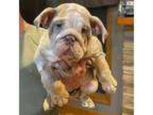 Bulldog Puppy for sale in Kingwood, WV, USA