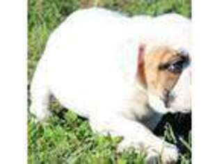 Bulldog Puppy for sale in Fort Walton Beach, FL, USA