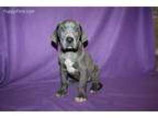 Great Dane Puppy for sale in Dimock, SD, USA