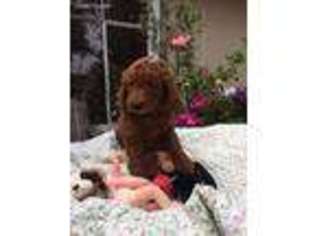 Mutt Puppy for sale in Concord, CA, USA