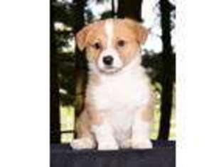 Pembroke Welsh Corgi Puppy for sale in Apple Creek, OH, USA