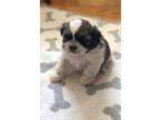 Mutt Puppy for sale in New Boston, NH, USA