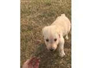 Labradoodle Puppy for sale in Pretty Prairie, KS, USA