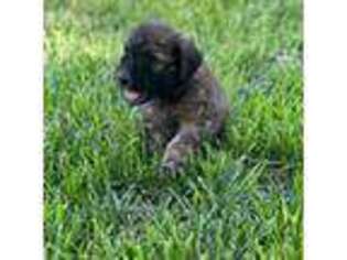 Goldendoodle Puppy for sale in Hutchinson, KS, USA