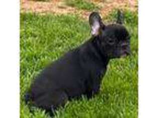 French Bulldog Puppy for sale in Airville, PA, USA