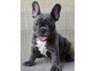 French Bulldog Puppy for sale in Alton, MO, USA