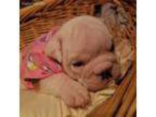 Bulldog Puppy for sale in Union City, IN, USA